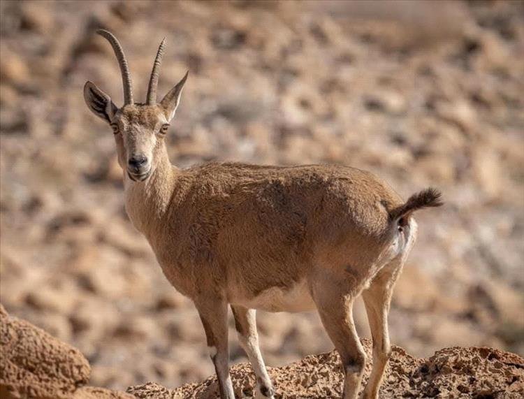 السلطات المحلية برضوم شبوة تحذر من الاصطياد البري الجائر وتشدد على محاسبة المتورطين السلطات المحلية برضوم شبوة تحذر من الاصطياد البري الجائر وتشدد على محاسبة المتورطين