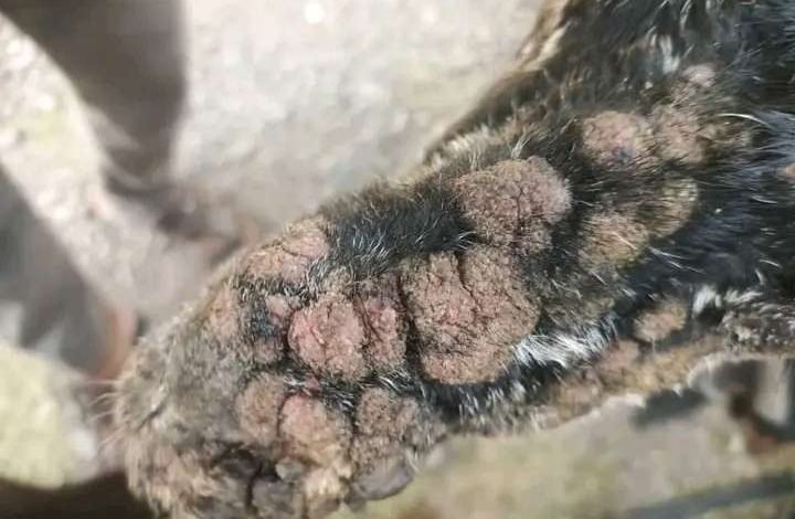 وباء خطير يفتك بالماعز والابقار في اليمن